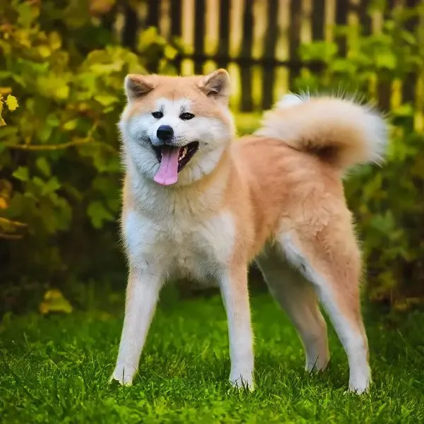 Akita Inu