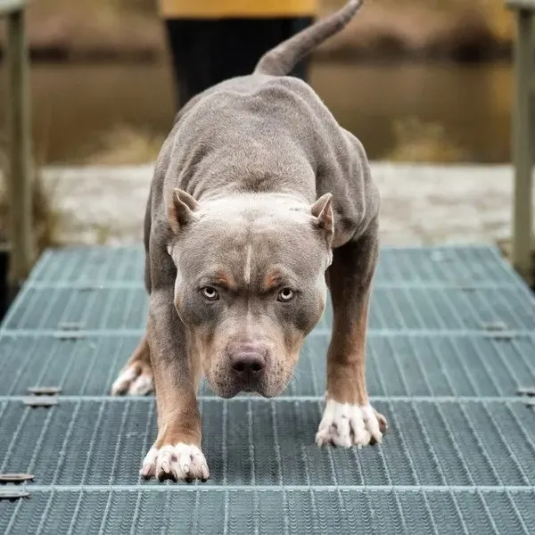 American Bully