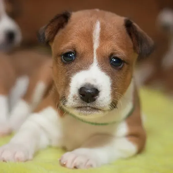 Basenji Kongo · fotografía 10