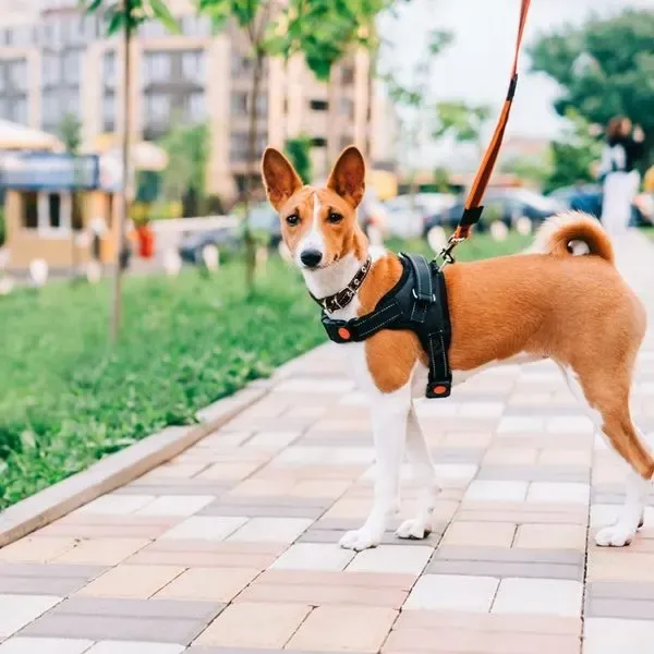 Basenji Kongo · fotografía 8
