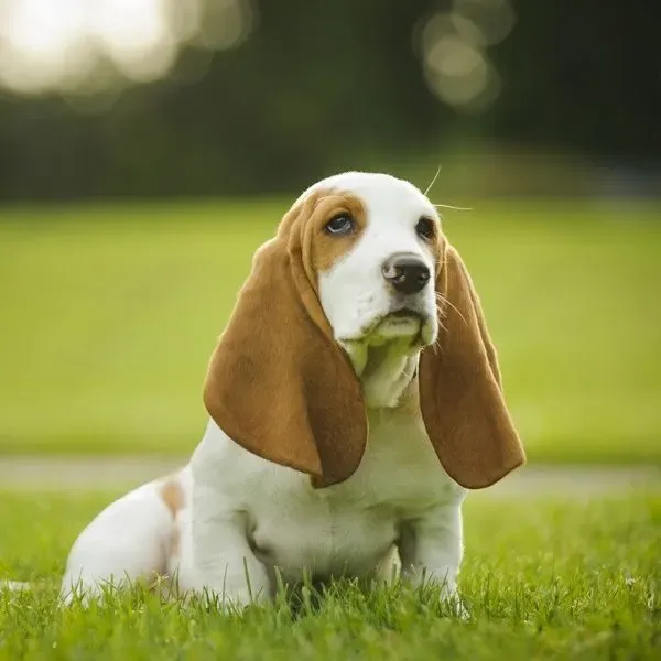 Basset hound · fotografía 3