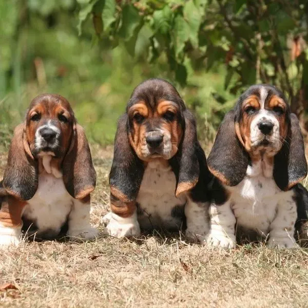 Basset hound · fotografía 6