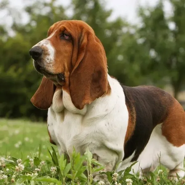 Basset hound · fotografía 7