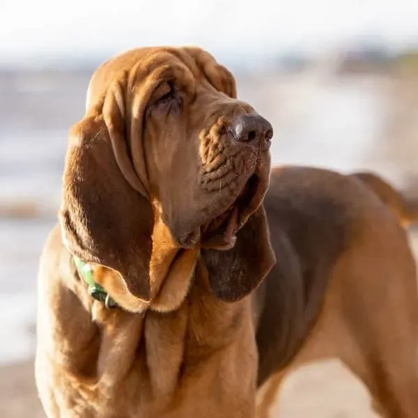 Bloodhound · fotografía 10