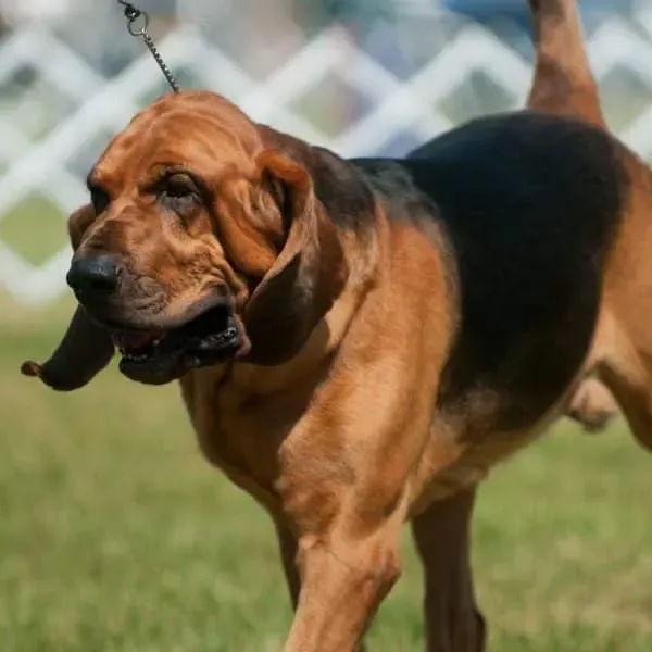 Bloodhound · fotografía 11