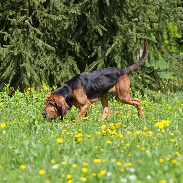Bloodhound