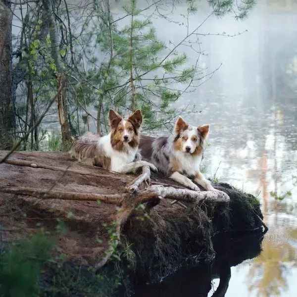 Border Collie · fotografía 3