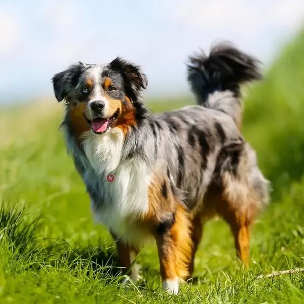 Border Collie · fotografía 8