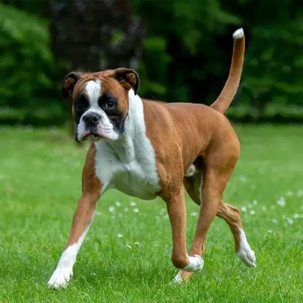 Boxer