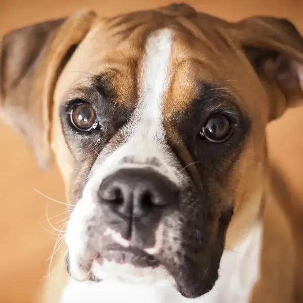 Boxer · fotografía 10