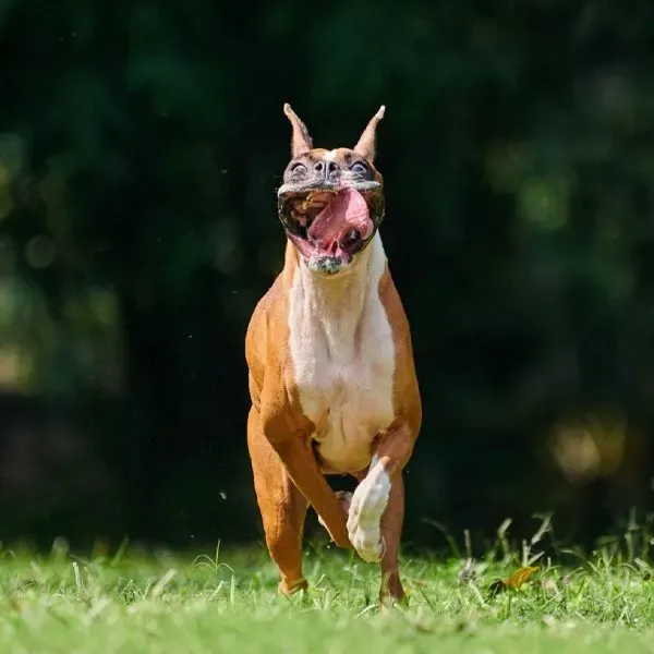 Boxer · fotografía 7