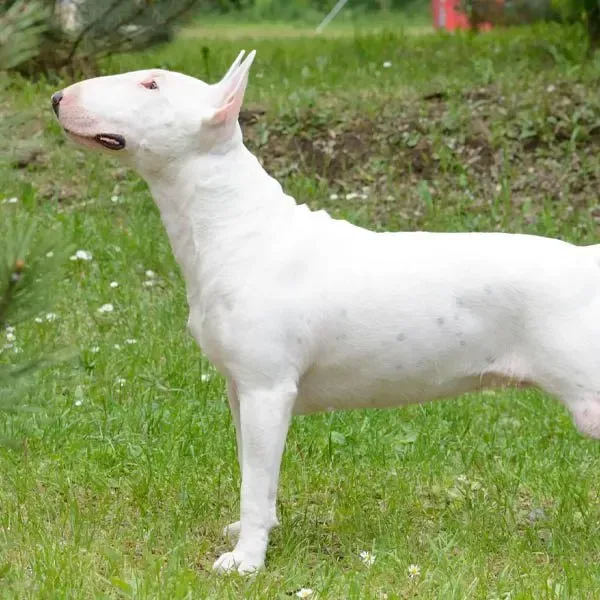 Bull Terrier · fotografía 10