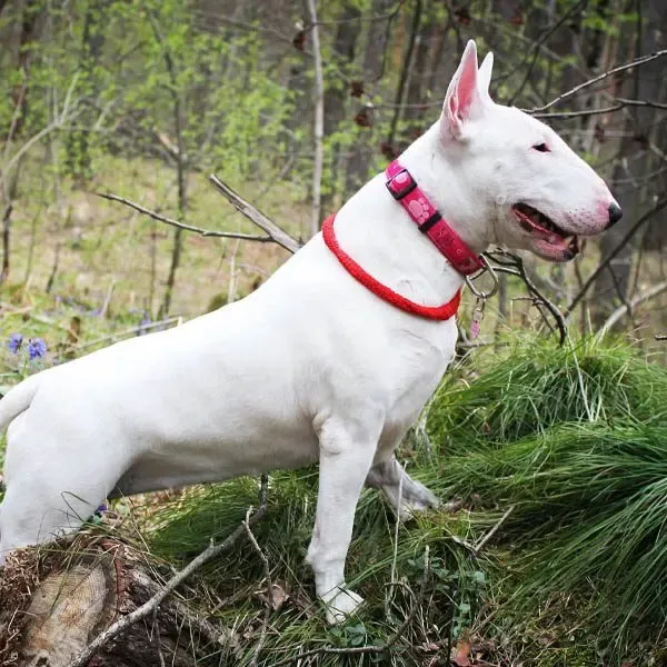 Bull Terrier · fotografía 11