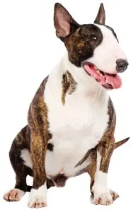 Bull Terrier · fotografía 2