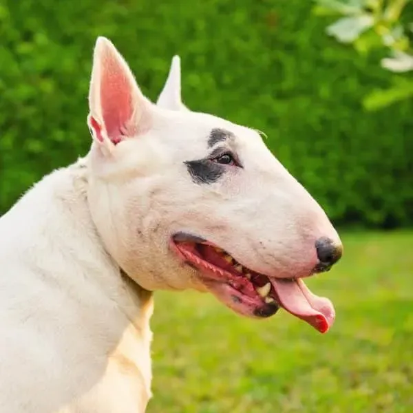 Bull Terrier · fotografía 3