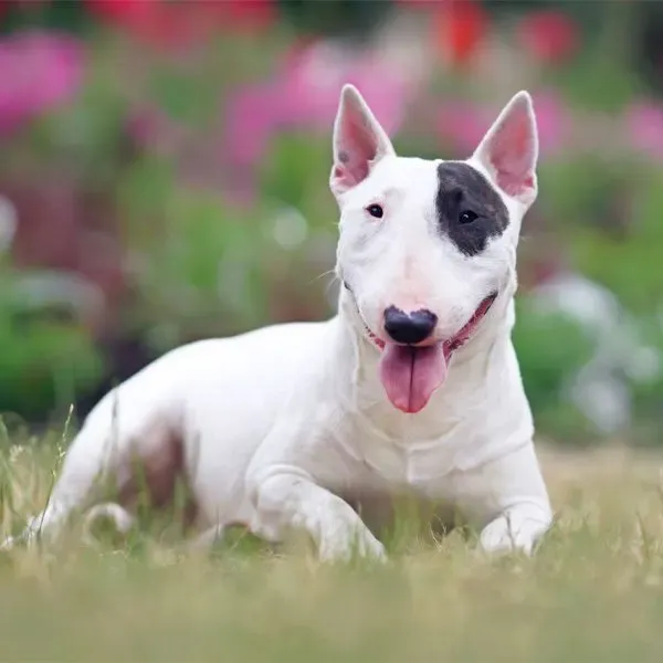 Bull Terrier · fotografía 4