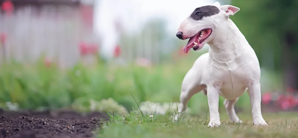 Bull Terrier · fotografía 6