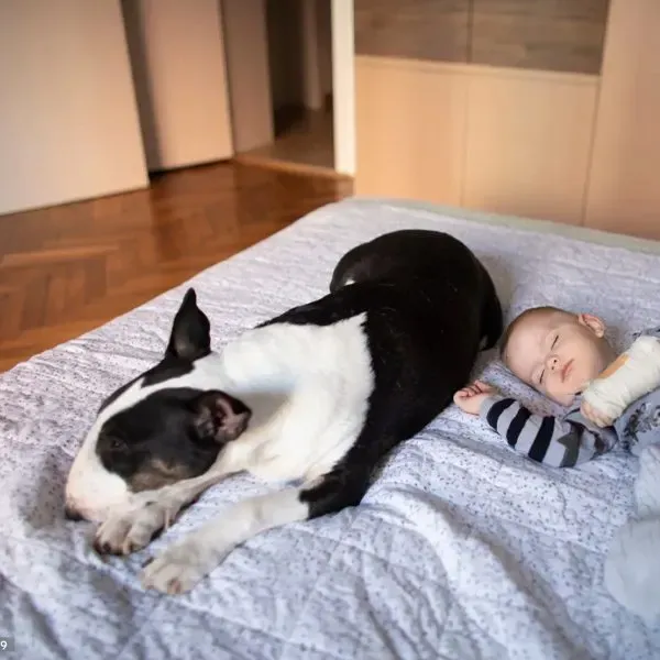 Bull Terrier · fotografía 7