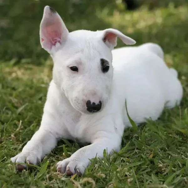 Bull Terrier · fotografía 8