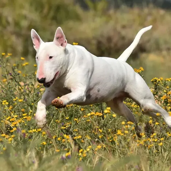 Bull Terrier · fotografía 9