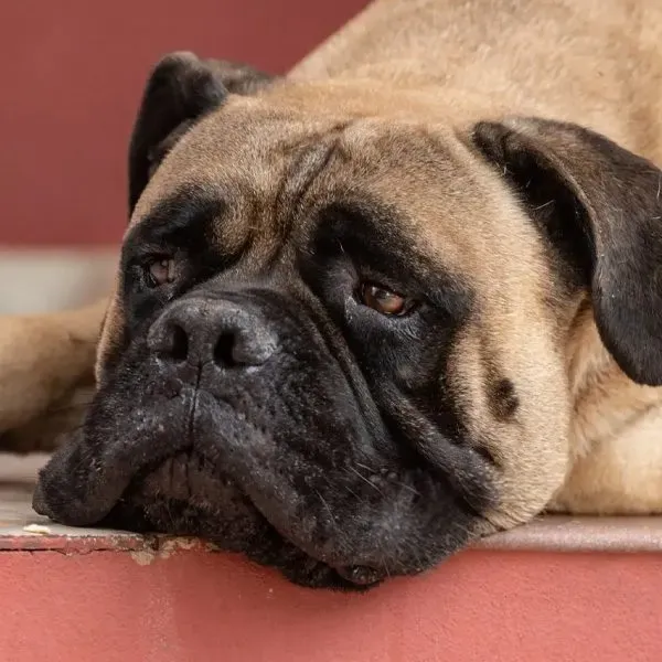 Bullmastiff · fotografía 5