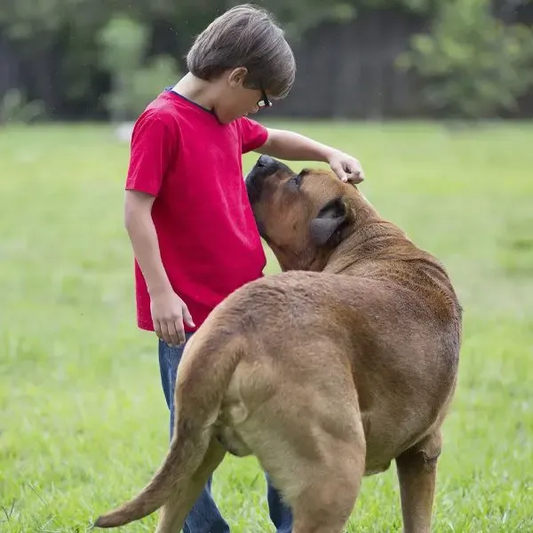 Bullmastiff · fotografía 8