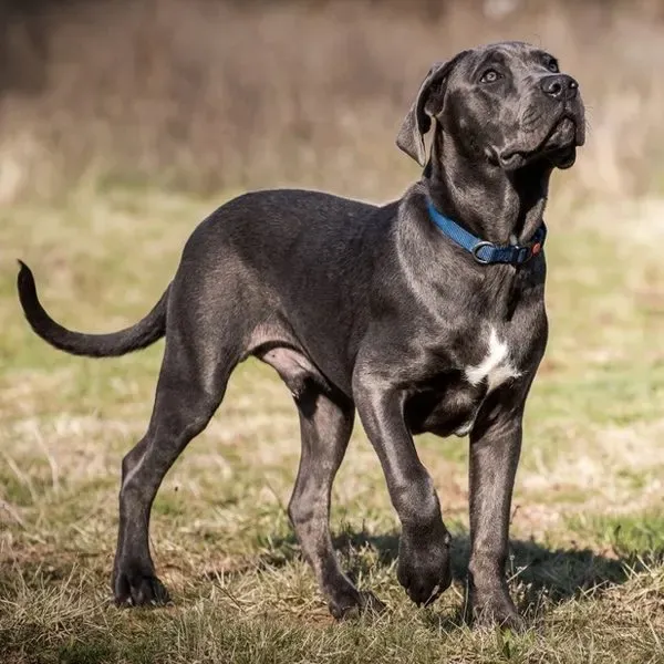 Cane Corso · fotografía 6