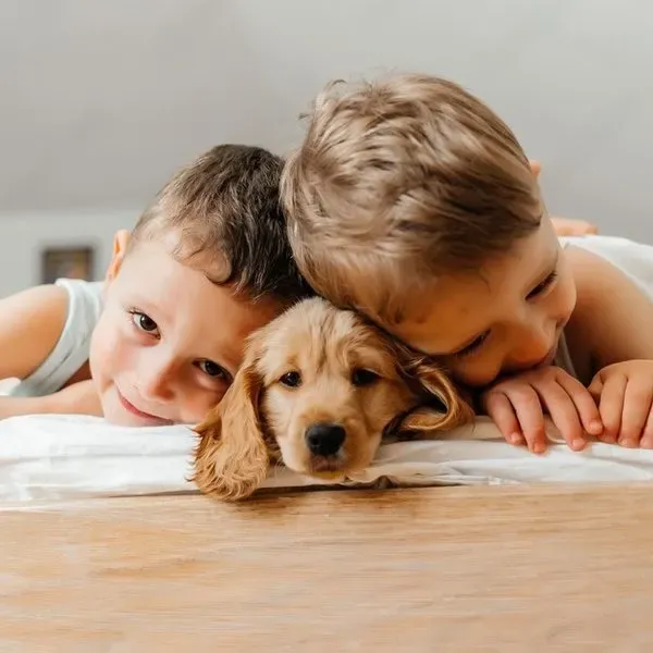 Cocker Spaniel · fotografía 10