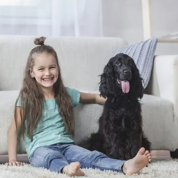 Cocker Spaniel · fotografía 11