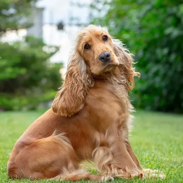 Cocker Spaniel · fotografía 5