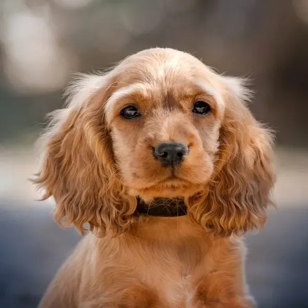 Cocker Spaniel · fotografía 6