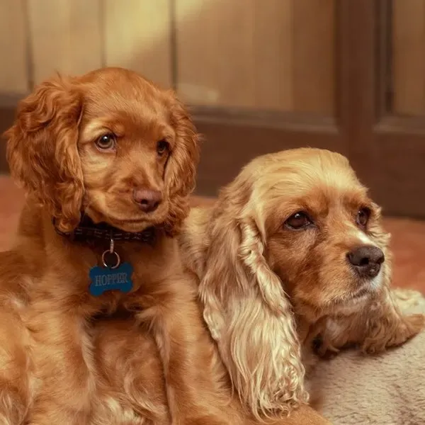 Cocker Spaniel · fotografía 9