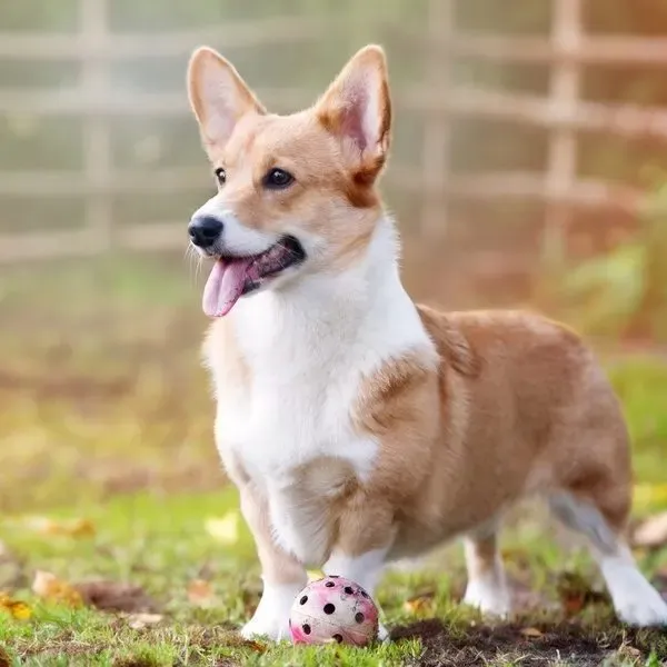 Corgi Pembroke