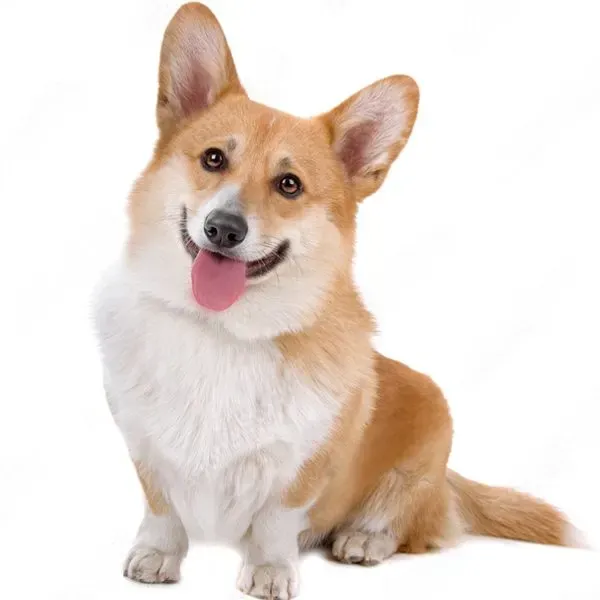 Corgi Pembroke · fotografía 2