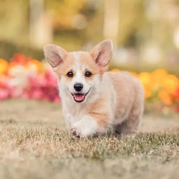Corgi Pembroke · fotografía 3