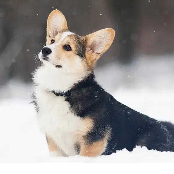 Corgi Pembroke · fotografía 4
