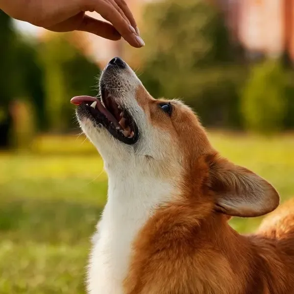 Corgi Pembroke · fotografía 5