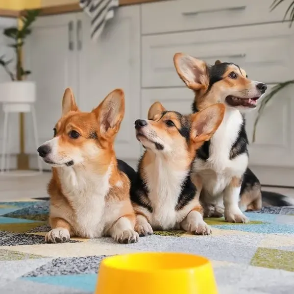 Corgi Pembroke · fotografía 7