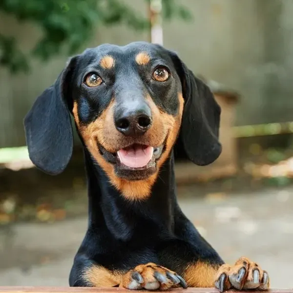Dachshund · fotografía 5