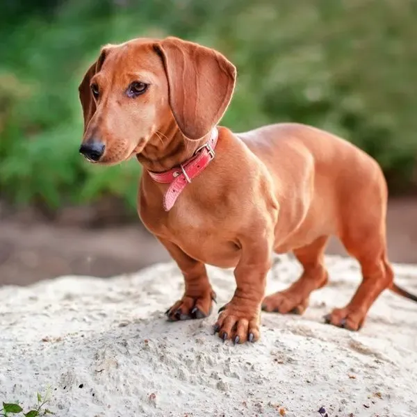 Dachshund · fotografía 8