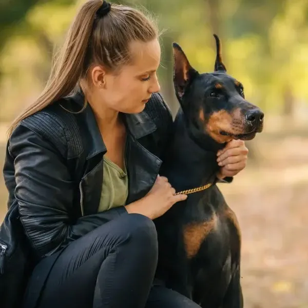 Doberman · fotografía 11
