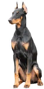 Doberman · fotografía 2