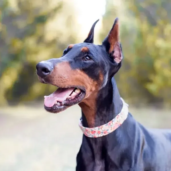 Doberman · fotografía 4