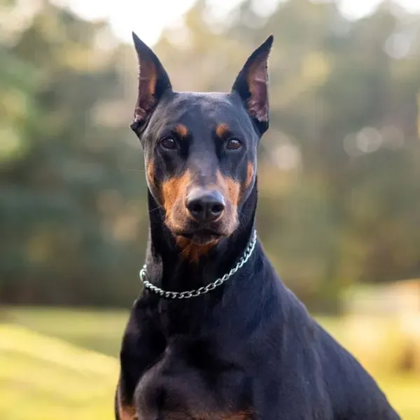 Doberman