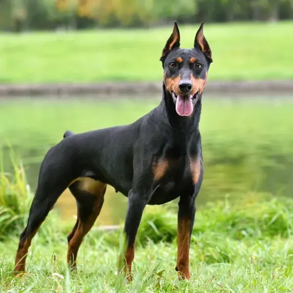 Doberman · fotografía 7