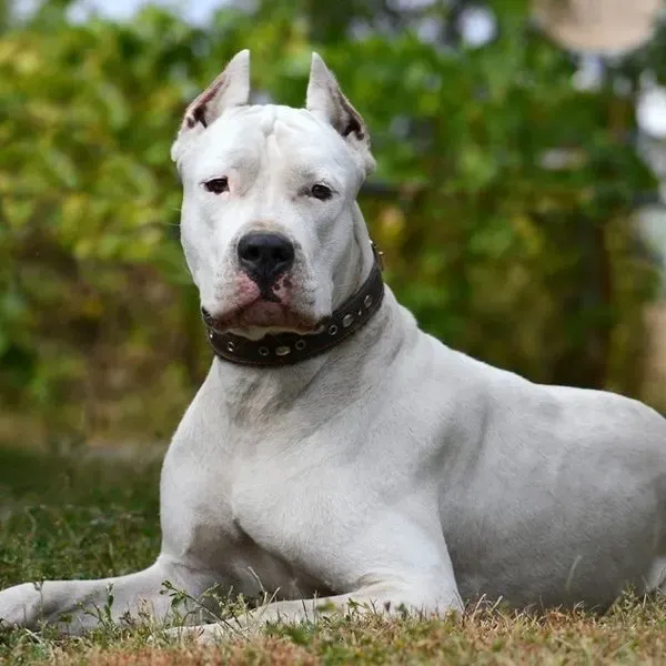 Dogo Argentino · fotografía 7