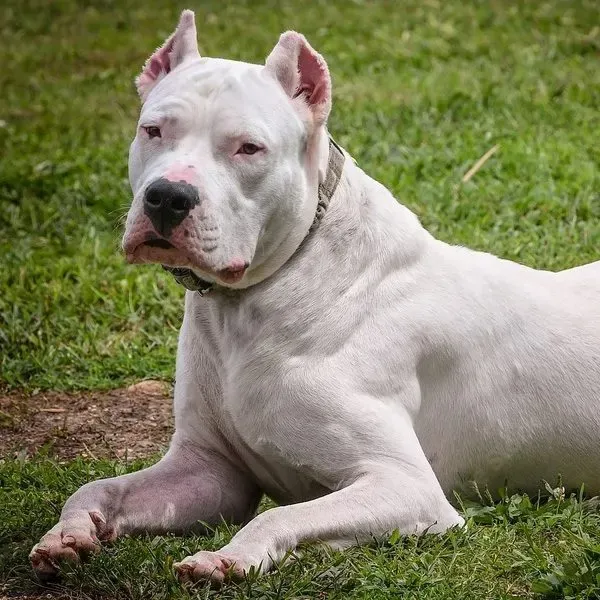 Dogo Argentino · fotografía 9