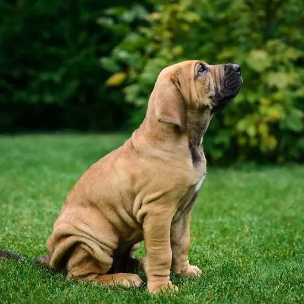 Fila Brasileño · fotografía 9