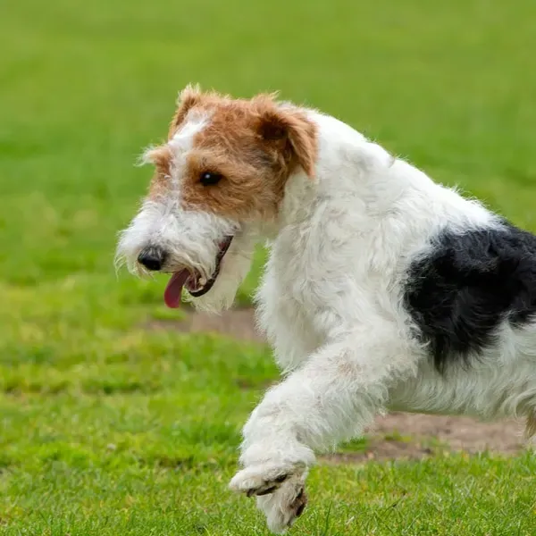 Fox terrier Wire · fotografía 11