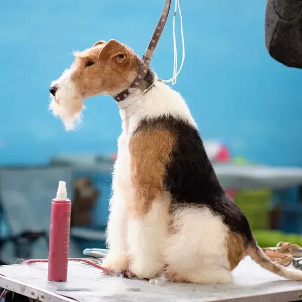 Fox terrier Wire · fotografía 12
